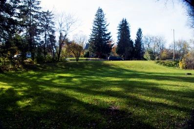 Peter S. Olson Park - Trees and park